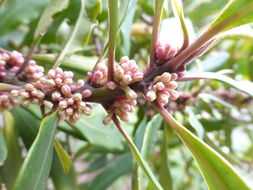 Plancia ëd Myrsine melanophloeos (L.) R. Br.