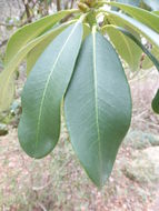 Plancia ëd Rhododendron decorum Franch.