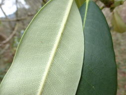 Plancia ëd Rhododendron decorum Franch.