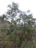 Plancia ëd Rhododendron decorum Franch.