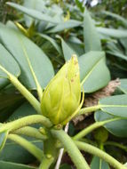 Image of Rhododendron glanduliferum Franch.