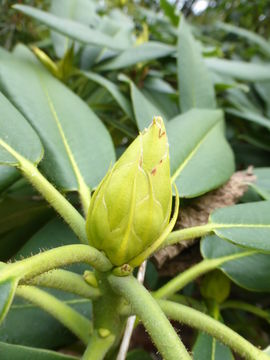 Imagem de Rhododendron glanduliferum Franch.