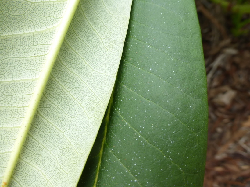 صورة Rhododendron glanduliferum Franch.