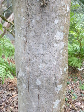 Image of Rhododendron irroratum Franch.