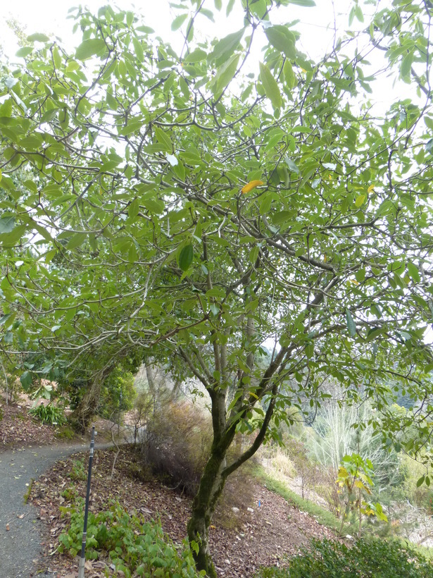 Image of Pittosporum daphniphylloides Hayata