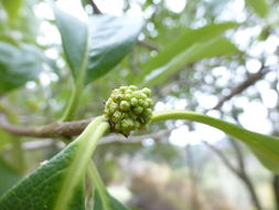 Image of Pittosporum daphniphylloides Hayata