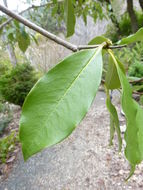 Image of Pittosporum daphniphylloides Hayata