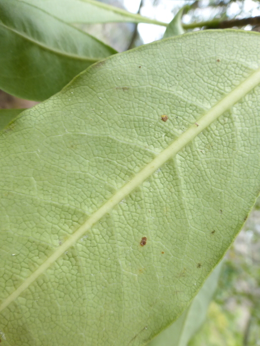 Image of Pittosporum daphniphylloides Hayata