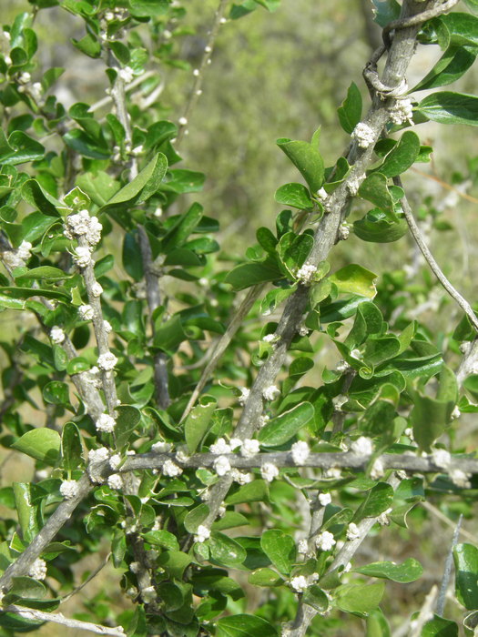 Image of Adelia brandegeei V. W. Steinm.