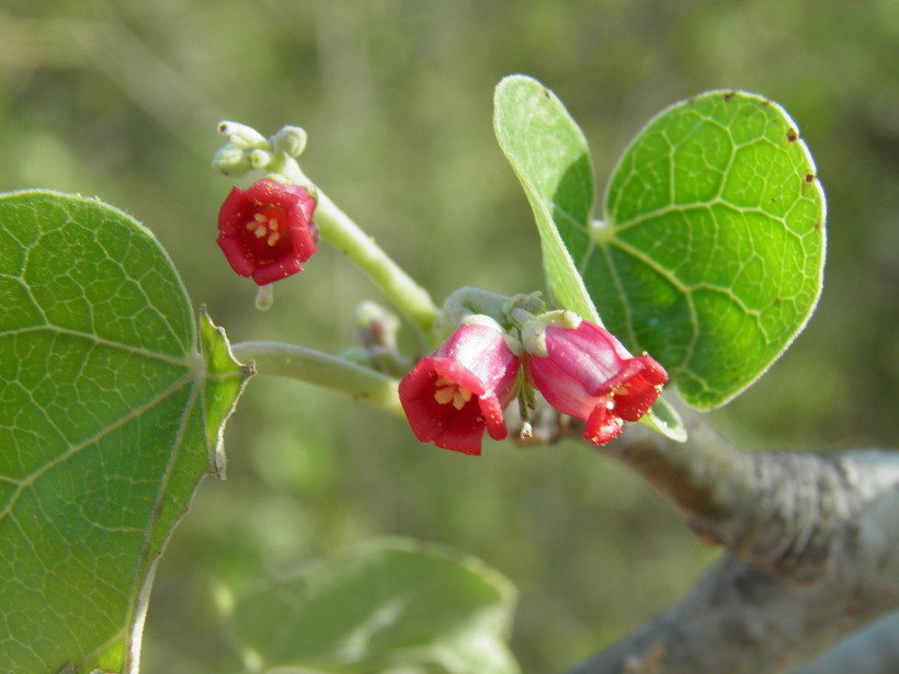 Imagem de Jatropha cinerea (Ortega) Müll. Arg.