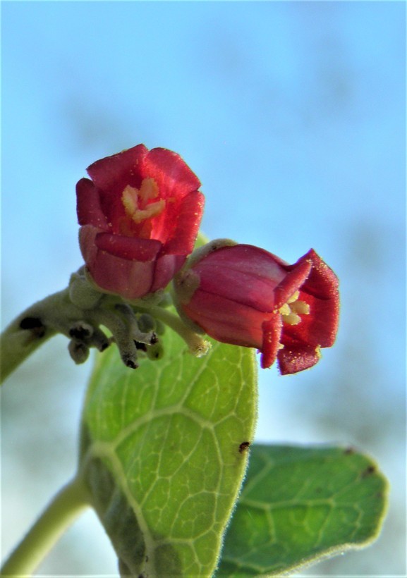 Imagem de Jatropha cinerea (Ortega) Müll. Arg.