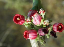 Imagem de Jatropha cinerea (Ortega) Müll. Arg.