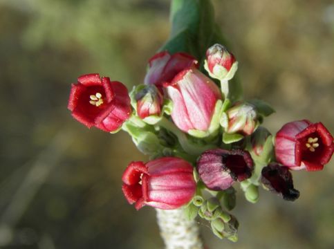 Image of Arizona nettlespurge