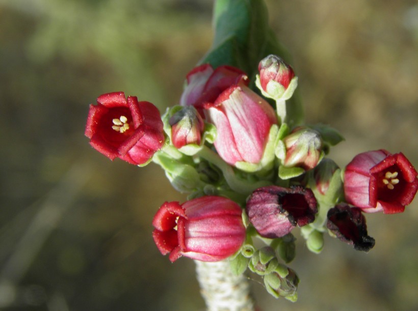 Imagem de Jatropha cinerea (Ortega) Müll. Arg.