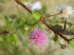 Image of <i>Mimosa tricephala</i> var. <i>xanti</i>