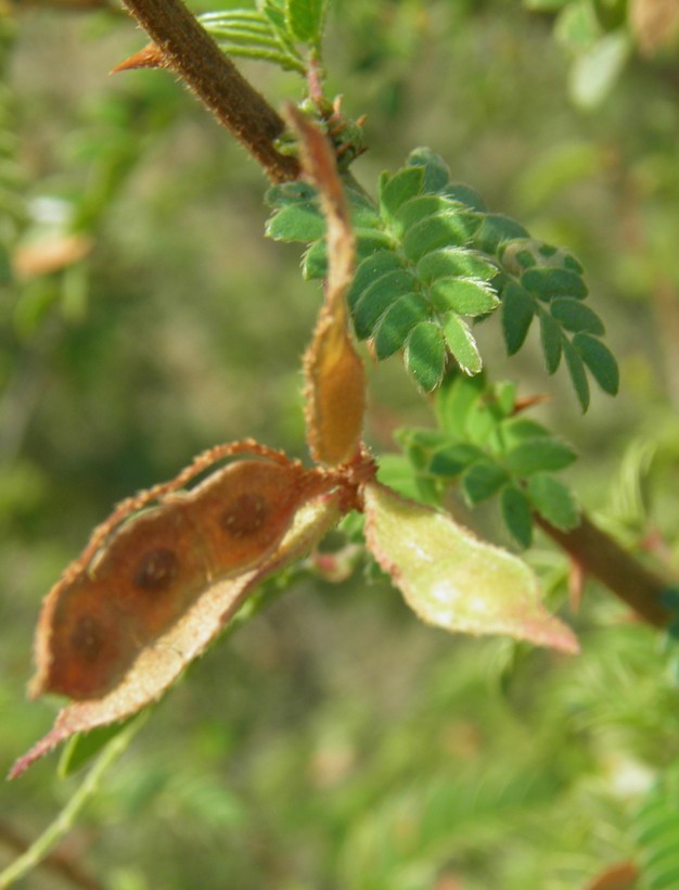 Image of <i>Mimosa tricephala</i> var. <i>xanti</i>