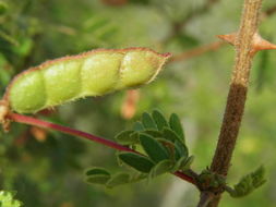 Image of <i>Mimosa tricephala</i> var. <i>xanti</i>