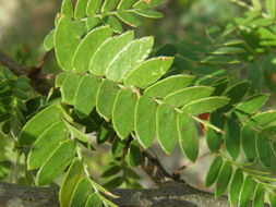 Image of <i>Mimosa tricephala</i> var. <i>xanti</i>