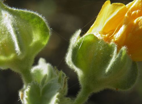 Image of Berlandier's Indian mallow