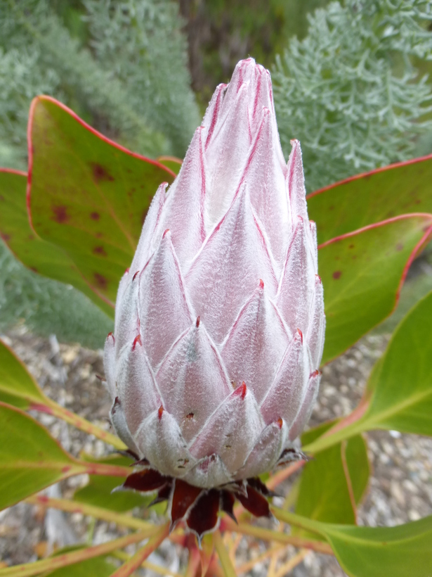 Imagem de Protea cynaroides (L.) L.