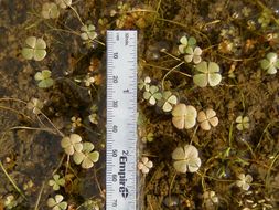 Image of <i>Marsilea <i>vestita</i></i> ssp. vestita