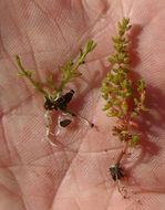 Image of water pygmyweed