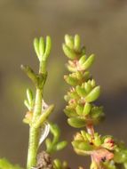 Слика од Crassula aquatica (L.) Schönl.