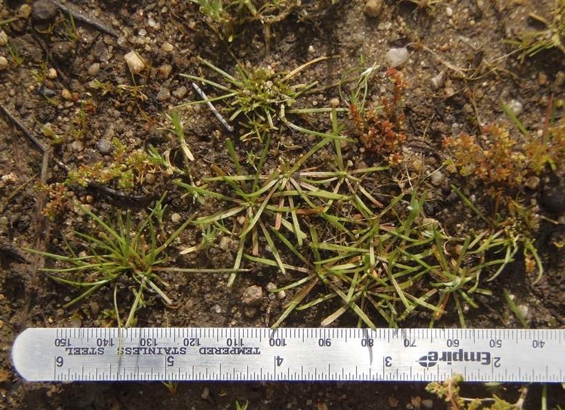 Image of American pillwort