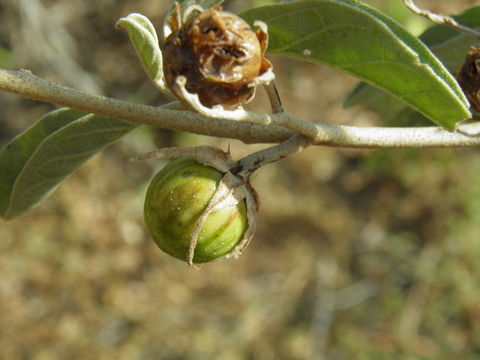 Image of Hinds' nightshade