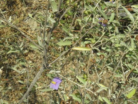 Image of Hinds' nightshade