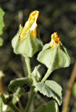 Image of Berlandier's Indian mallow