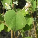 صورة Abutilon californicum Benth.