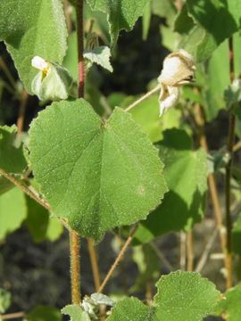 Image of Abutilon californicum Benth.