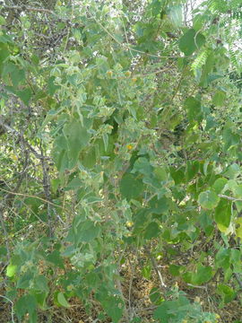 Image of Berlandier's Indian mallow