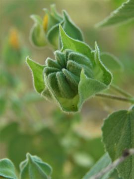 Image of Berlandier's Indian mallow