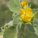 Image of Berlandier's Indian mallow