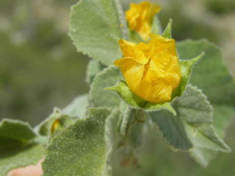 Image of Berlandier's Indian mallow