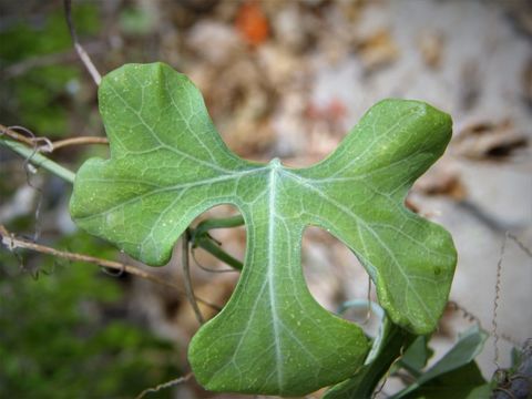 Image of Ibervillea sonorae (S. Wats.) Greene