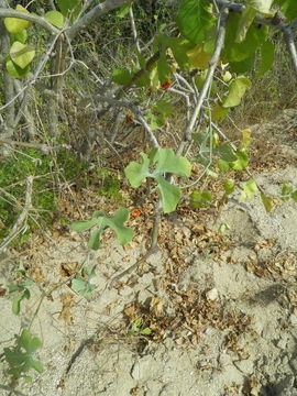 Image of Ibervillea sonorae (S. Wats.) Greene