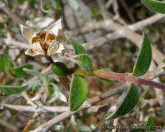 Image of littleleaf mock orange