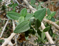 Image of littleleaf mock orange