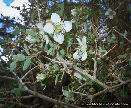 Image of littleleaf mock orange