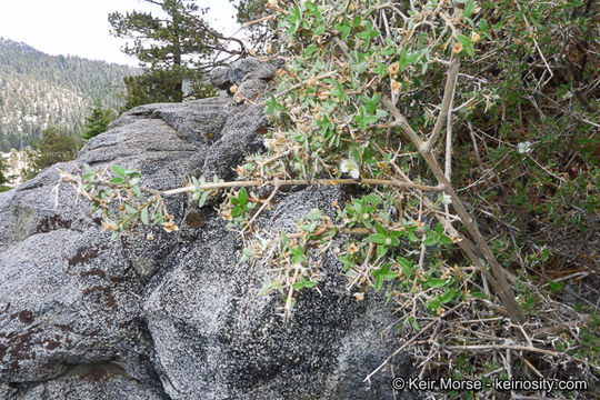 Image of littleleaf mock orange