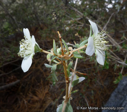 Image of littleleaf mock orange