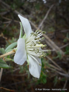 Image of littleleaf mock orange