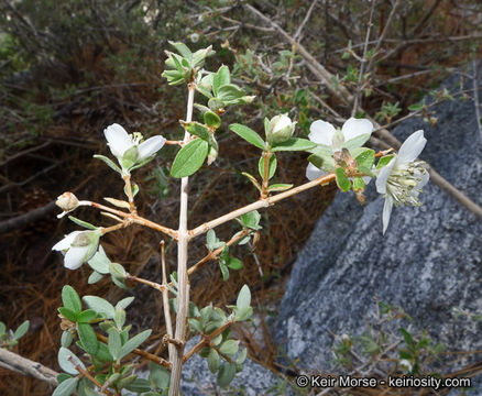 Image of littleleaf mock orange