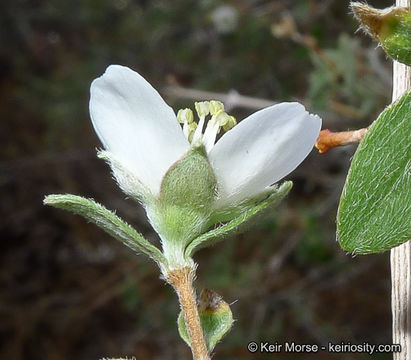 Image of littleleaf mock orange