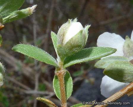 Image of littleleaf mock orange