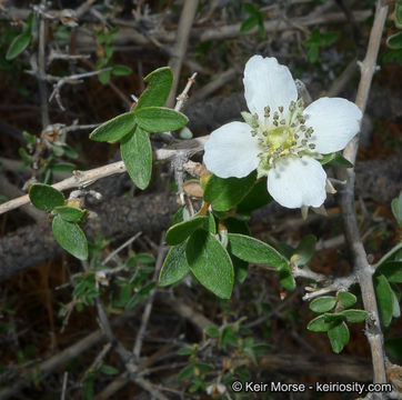 Image of littleleaf mock orange