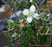 Image of littleleaf mock orange